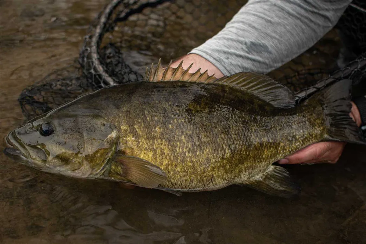 Smallmouth Bass: The Current Warrior 